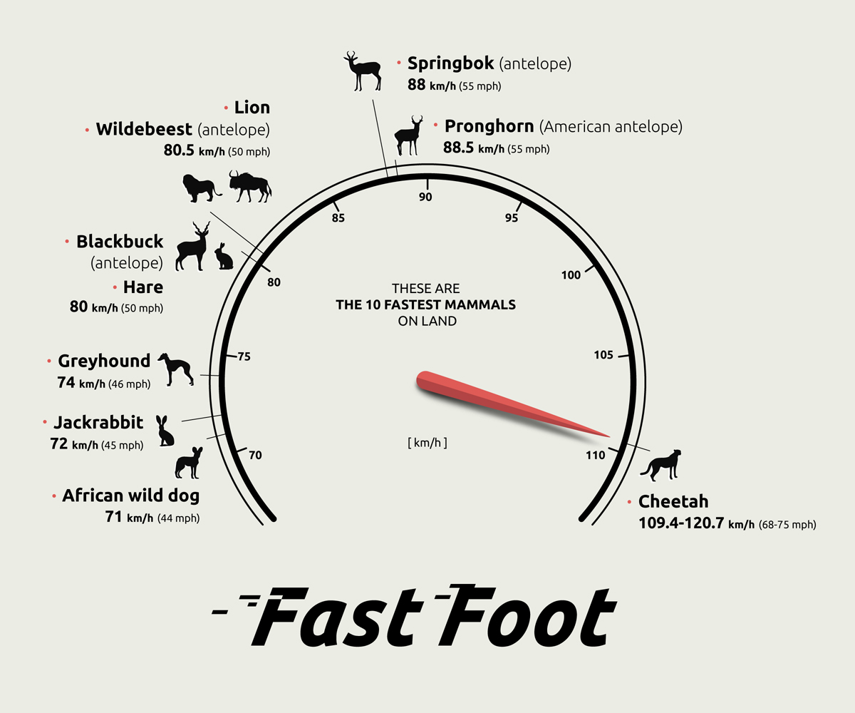 Fastest mammals on land | Chit Chart